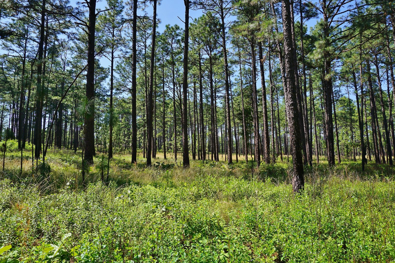 Scene around Bowers Bog wetland Weymouth Woods Kristie Gianopulos