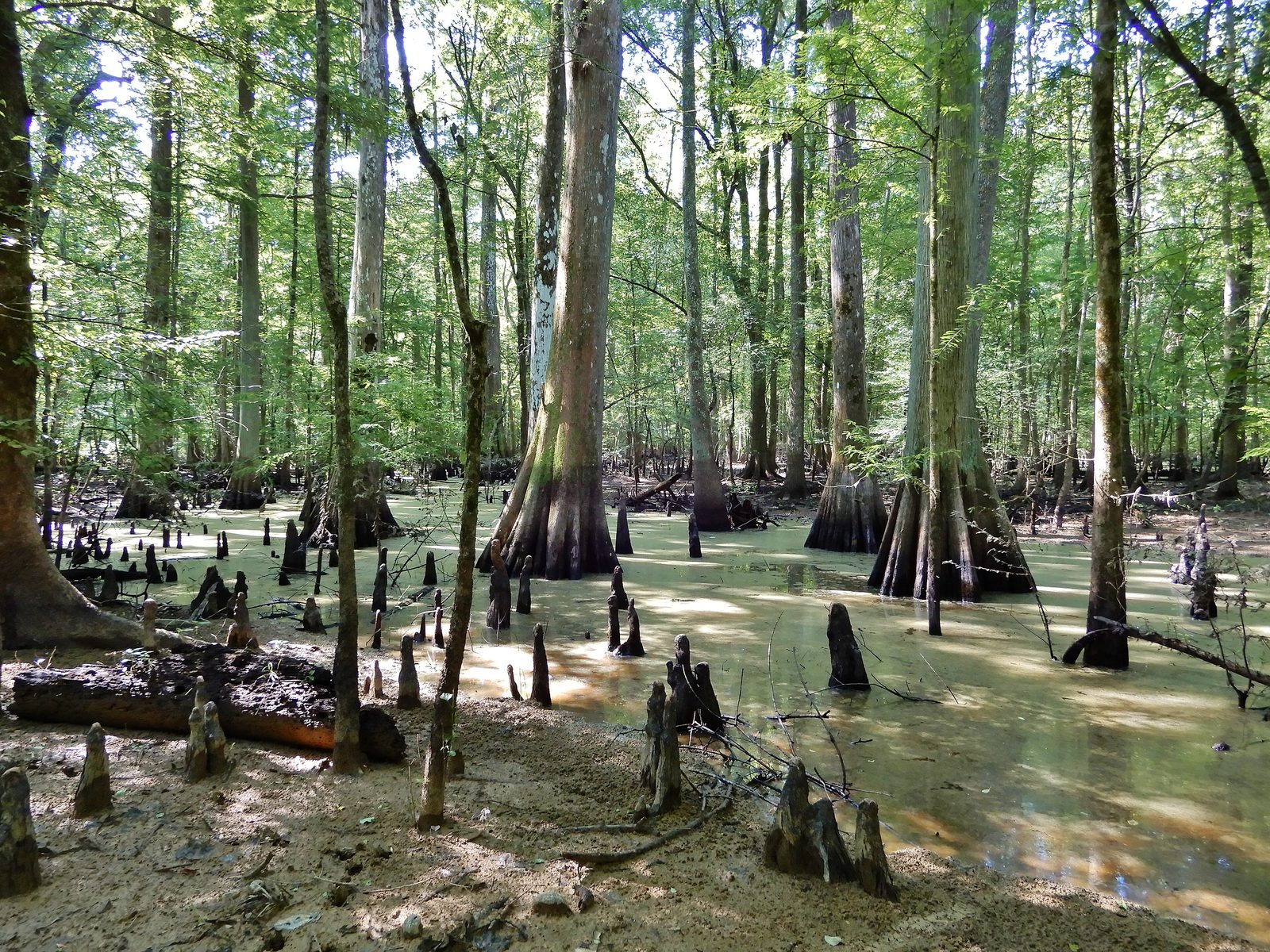 Scene cypress swamp Roanoke River NWR Kristie Gianopulos (31)