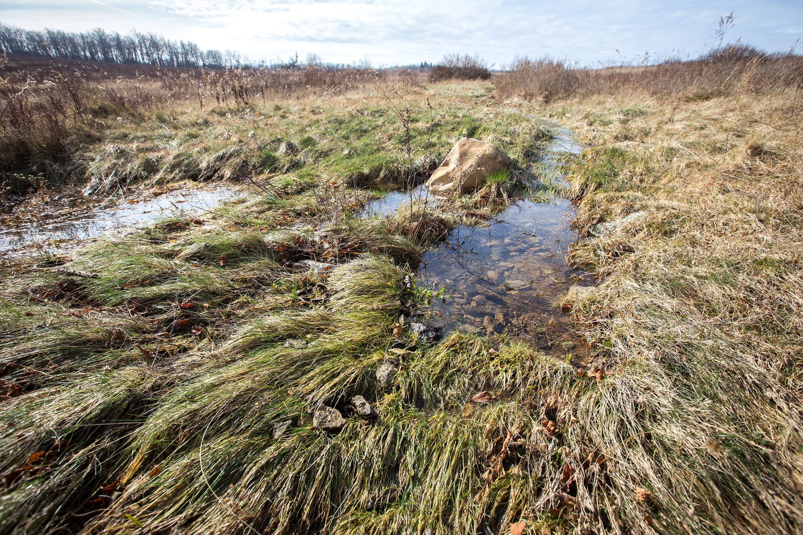 Big Meadows- A Wonderful Wetland (22680719718)