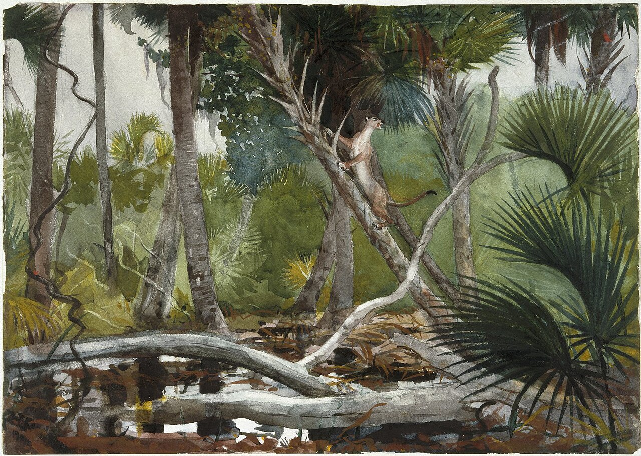 In the Jungle, Florida