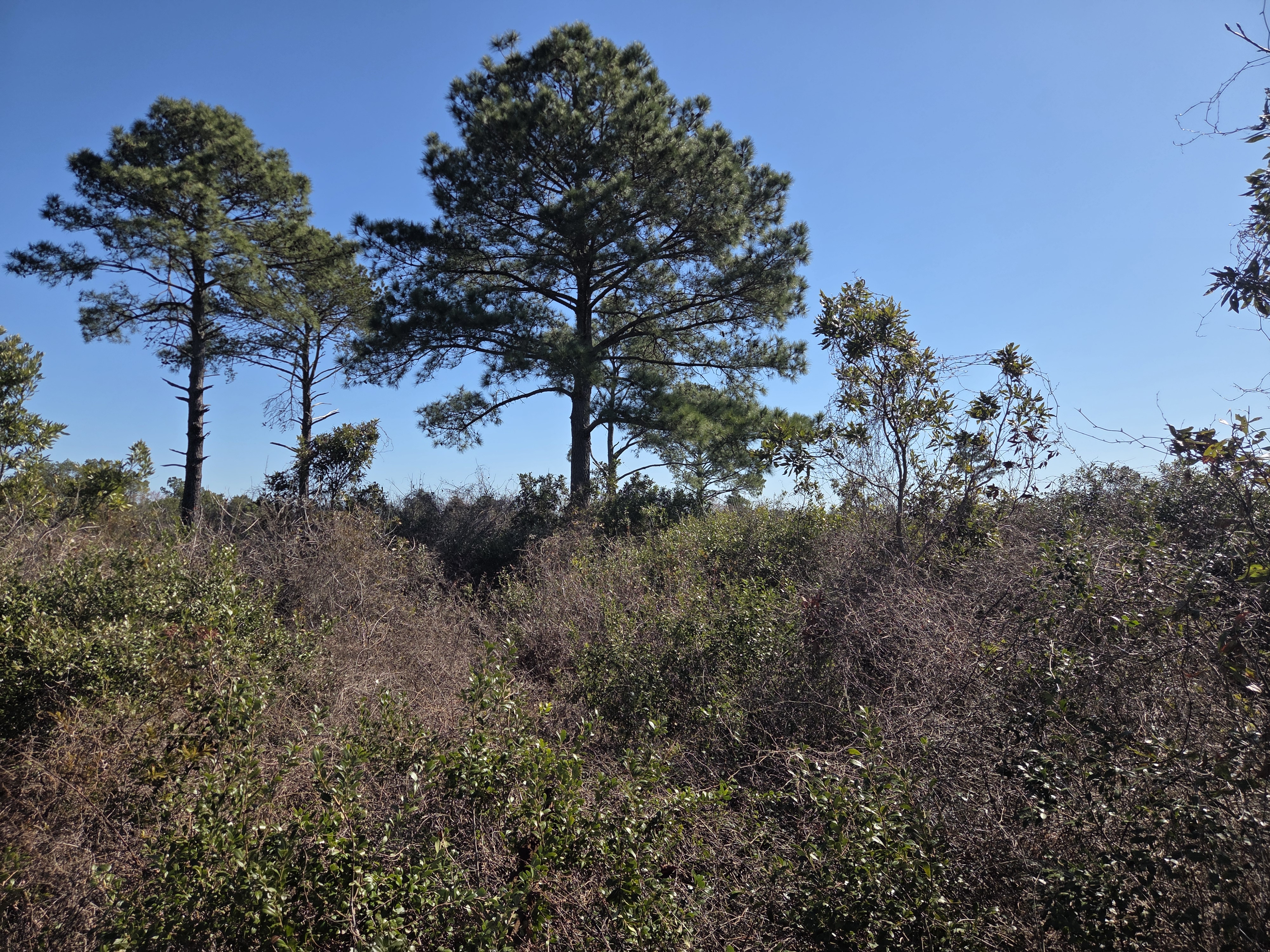 Pocosin Lakes shrub-dominated landscape