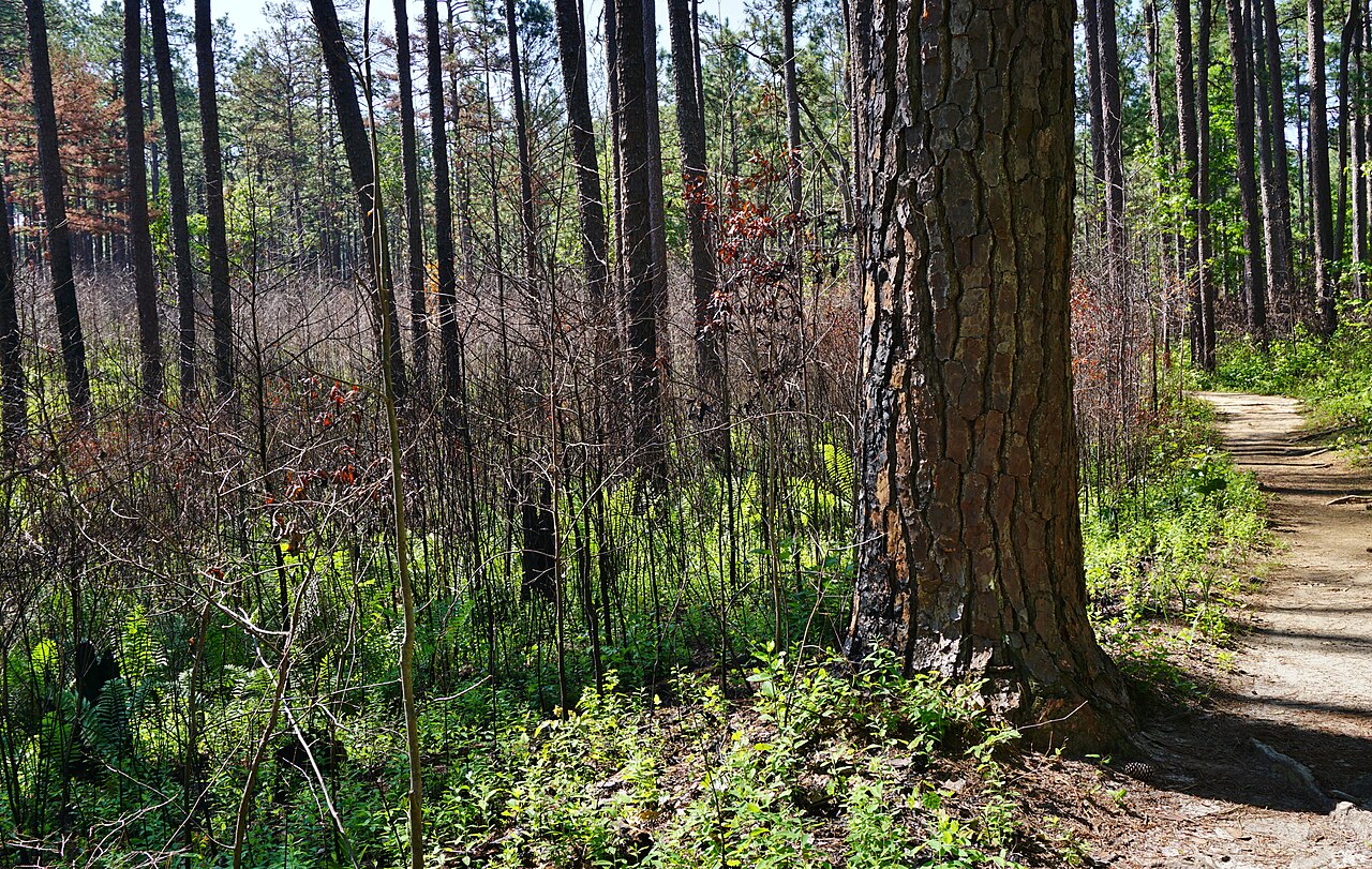 Weymouth Woods Gum Swamp Trail seep