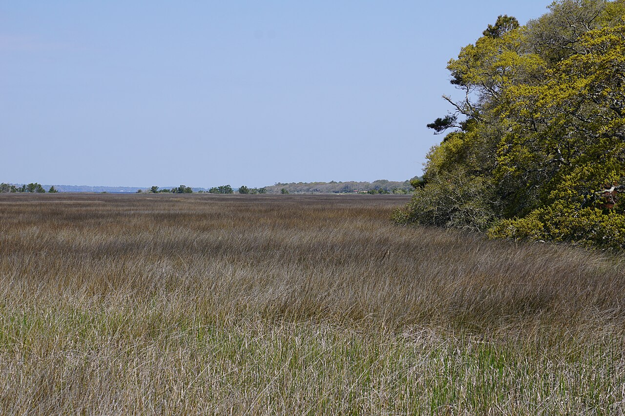 Fort Fisher brackish marsh and woodland edge