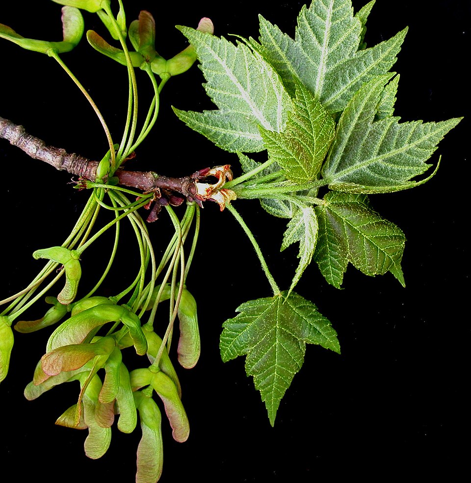Acer rubrum — reference photograph