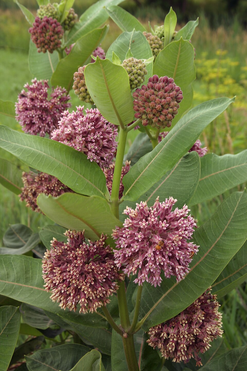 Asclepias syriaca — reference photograph