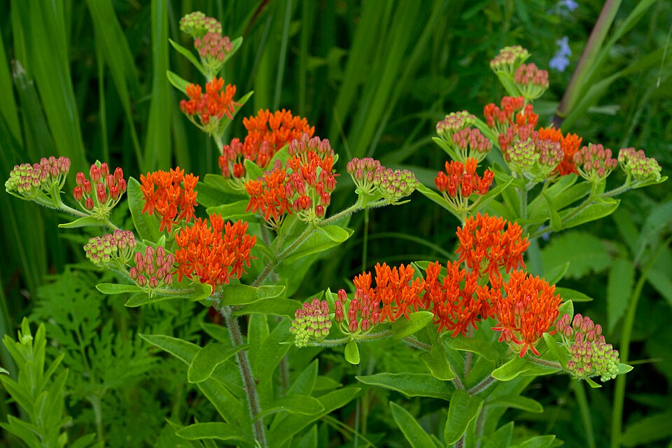 Asclepias tuberosa — reference photograph