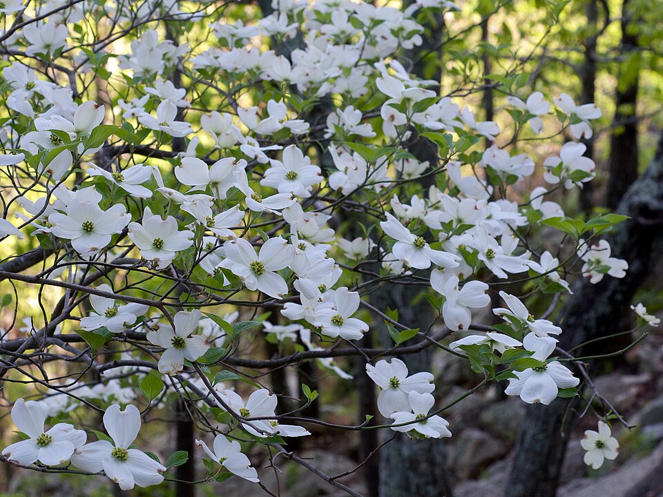 Cornus florida — reference photograph