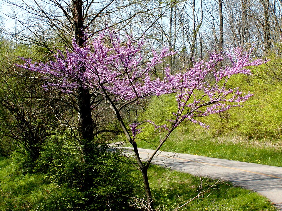 Cercis canadensis — reference photograph
