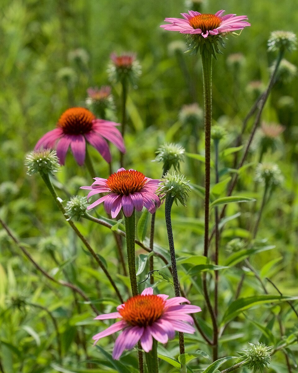Echinacea purpurea — reference photograph