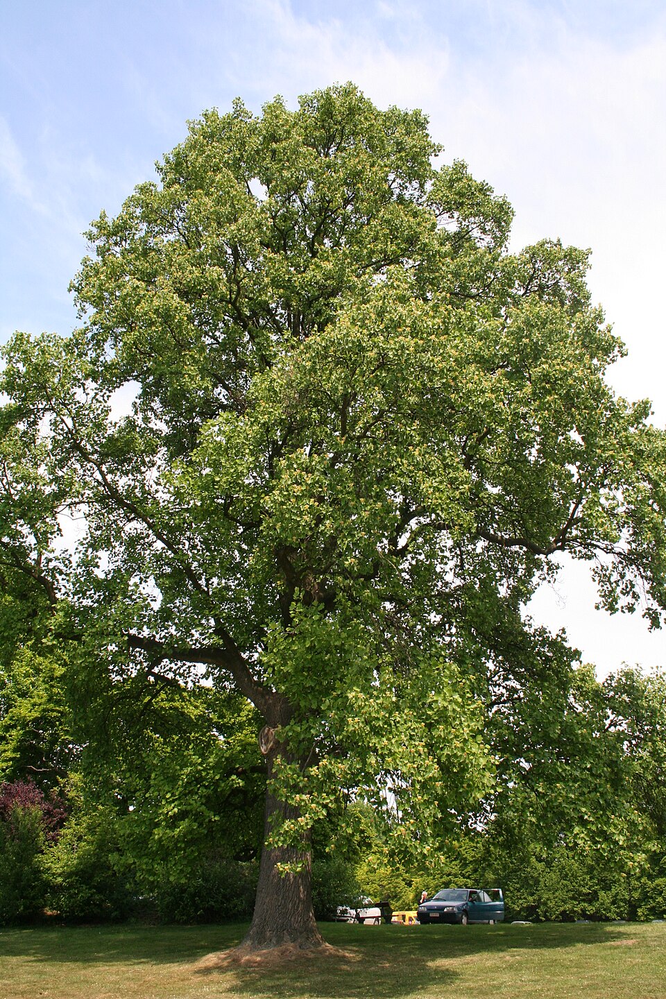 Liriodendron tulipifera — reference photograph