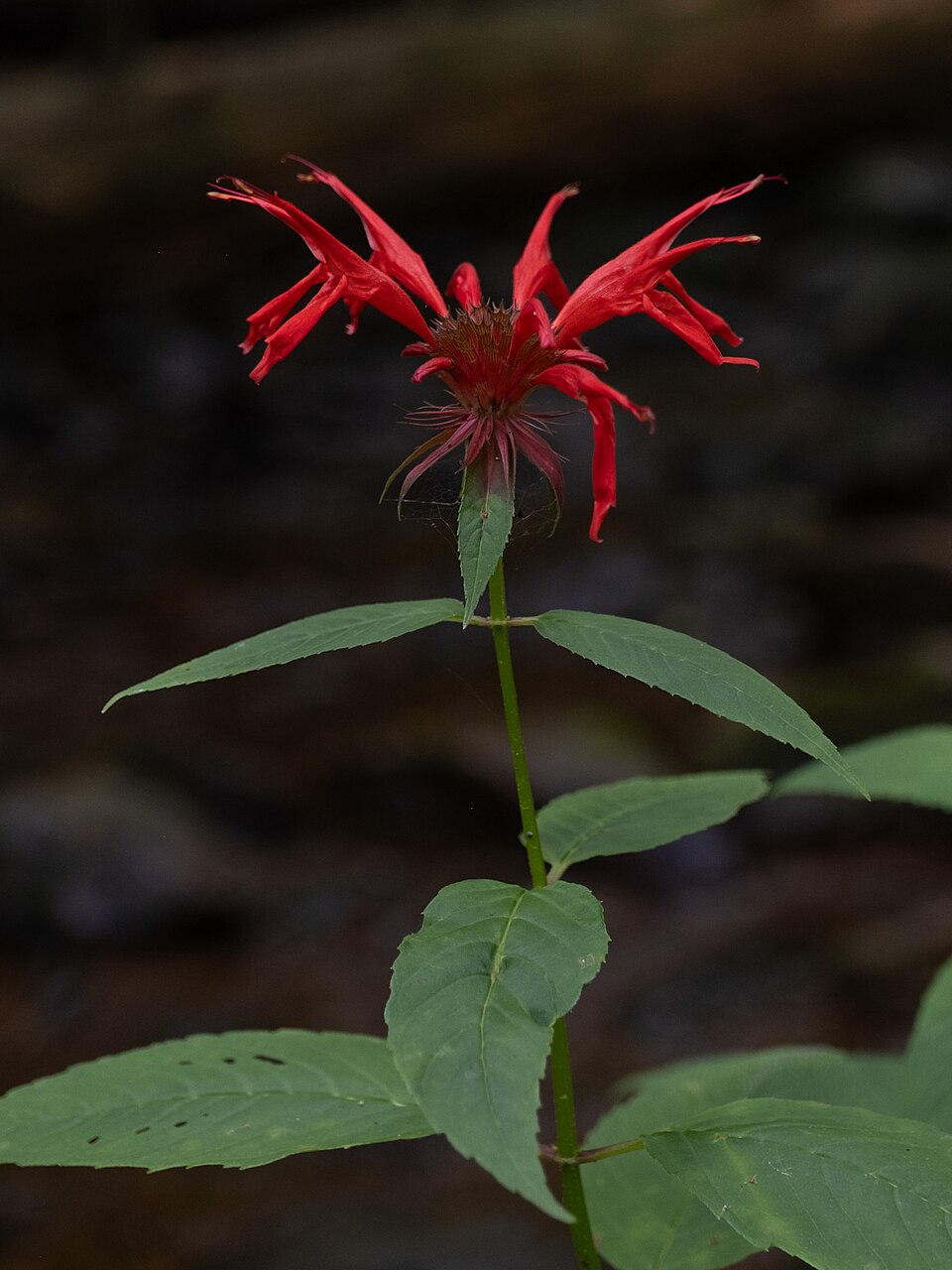 Monarda didyma — reference photograph