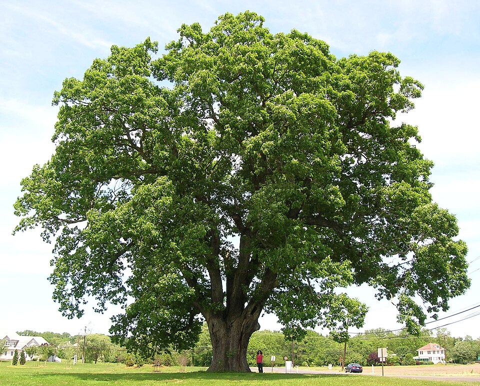 Quercus alba — reference photograph