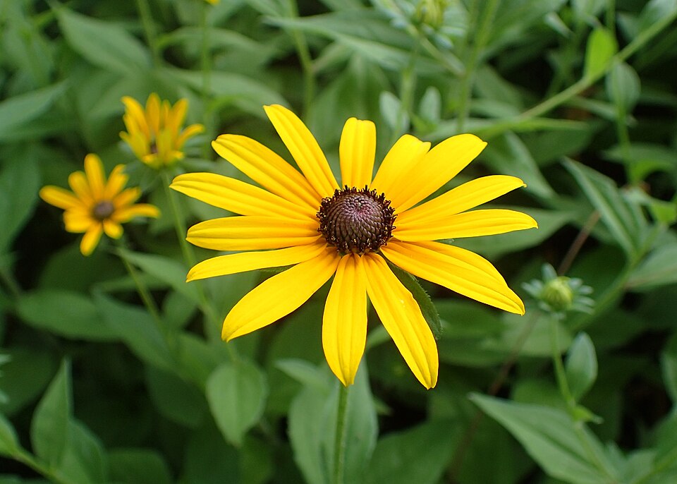 Rudbeckia hirta — reference photograph